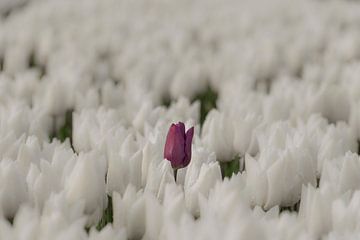 Paarse tulp tussen witte tulpen van Ans Bastiaanssen