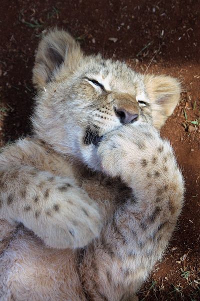 Baby Leeuw par Ivo Schuckmann