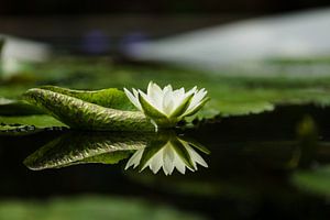 Lotus sur Schram Fotografie