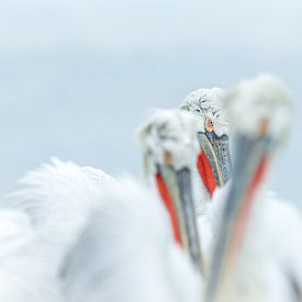Das Auge des Pelikans von Gladys Klip