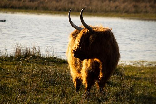 Schottischer Highlander im Abendlicht