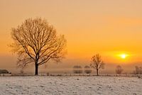 Two Tree