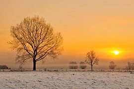 Deux arbres sur Jeroen Harleman