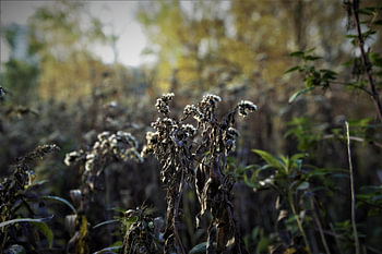 Herbst