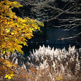 Herfstlicht van Harry Stahl