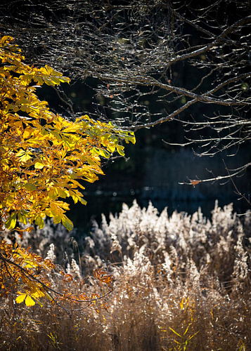 Herbstlicht