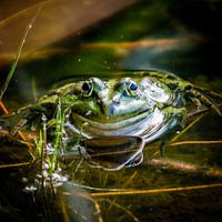 Portret van een kikker