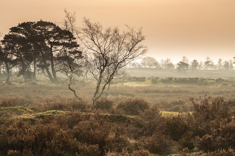 Sunrise on the Kalmthoutse Heide by René Groenendijk