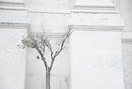 Olijfboom, Olive tree, Olivo van Sense Photography thumbnail