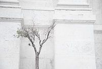 Olijfboom, Olive tree, Olivo