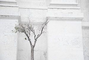 Olijfboom, Olive tree, Olivo