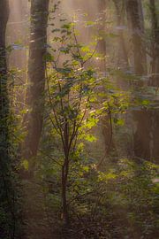 magic by Bart Liesenborgs