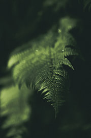 A pale green fern in the shade – a botanical close-up by LinaTea UmbraVisuals