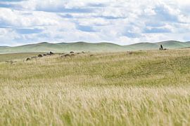 Onvolwassen Bastaardarend (Aquila clanga) sur AGAMI Photo Agency