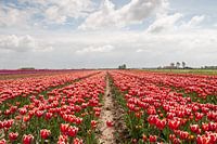 veld met rode tulpen