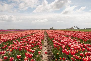 veld met rode tulpen