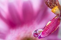 orchidee 