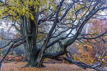 Au royaume des arbres géants sur Georg Mussack