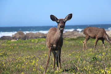 Deer near the sea by Shannen van den Tempel