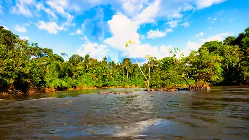 The nature reserve is located on the Kabalebo river in the western region of Suriname