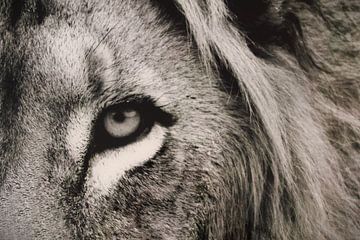 De krachtige blik van de leeuw van Cheyenne Photography