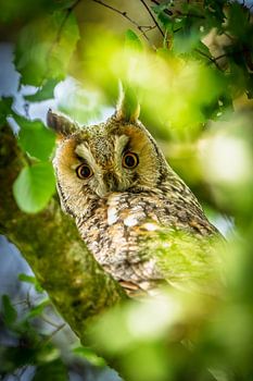 Long-eared owl