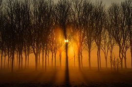 Licht in het bos