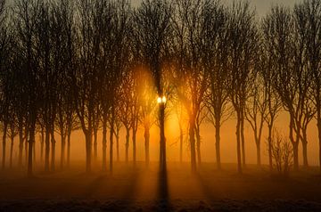 Licht in het bos van Yvonne van der Meij