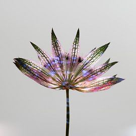 Kleurige bloem van Casper Zuidwijk