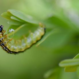 bright green caterpilar sur Kim de Been