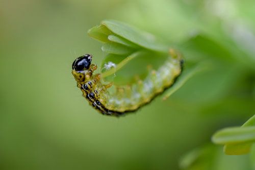 Buxusrups macro close-up von Kim de Been