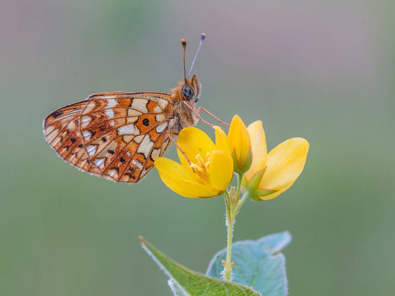 Zilveren maan by Robert Westerhof