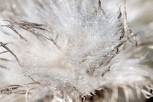 Flusen. Wassertropfen auf einer Distel.