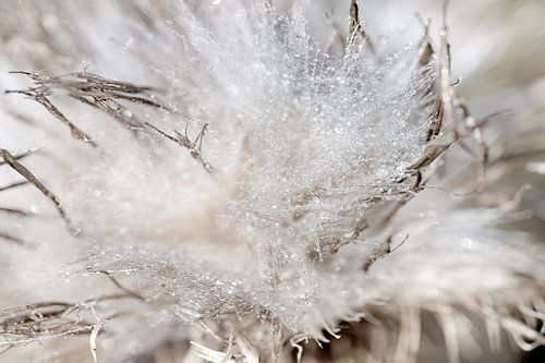 Pluis. Druppels water op een distel.