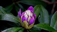 Rhododendron