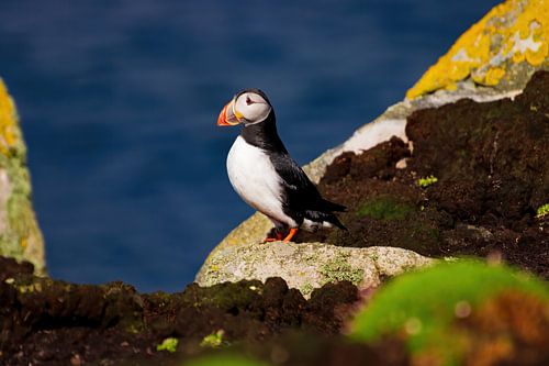 Puffin