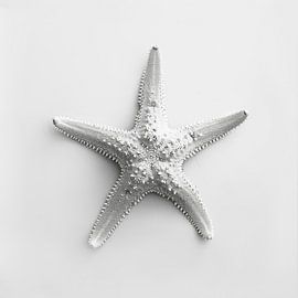 Seestern von Poster Art Shop