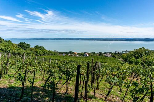 Blick auf den Weinberg in Ungarn am Balaton in der Stadt Badacsony von Animaflora PicsStock