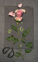 Roos .... Stilte....