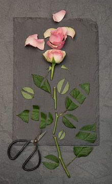 Rose .... Stille ..... von Vincent Willems