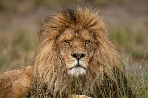 Lion (Panthera leo) adult male lying down in grass, looking at the camera