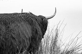 Scottish Highlander by Truckpowerr