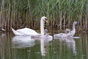 Schwan mit Schwanküken