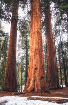 De koning onder de Sequoia's van Joris Pannemans - Loris Photography