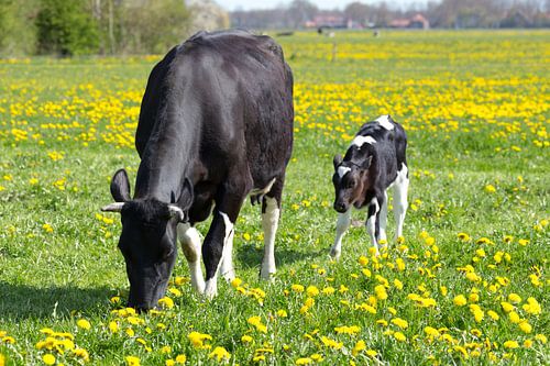 Mother cow with newborn calf on pasture with yellow dandelions