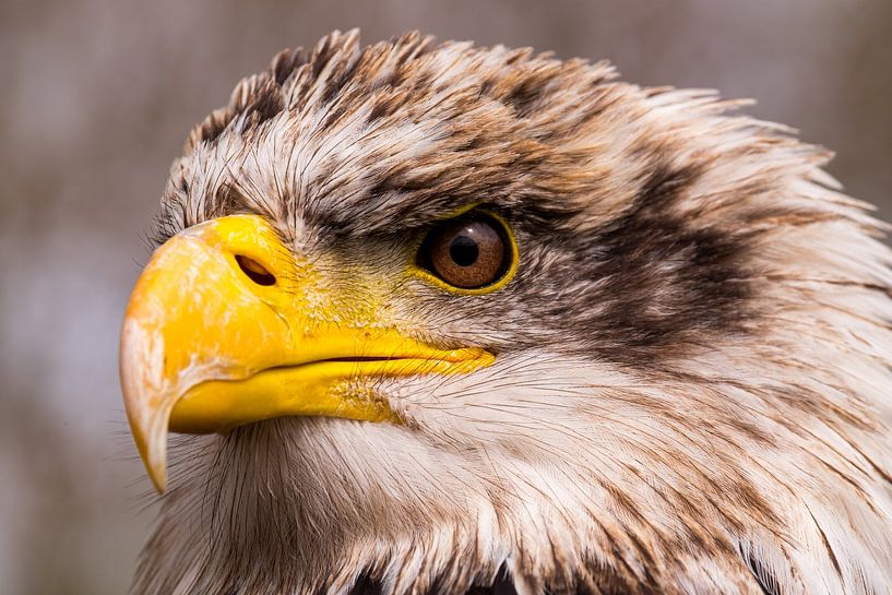 Bald Eagle by Elly van Veen