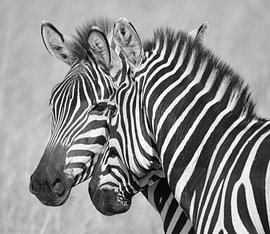 zebras in zwartwit in Nationaal Wildreservaat Masai Mara, Kenia