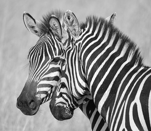black-and-white zebras in the Masai Mara National Game Reserve, Kenya