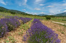 Lavendelfeld in Frankreich von Achim Prill