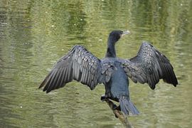 Spread the Wings by Sven Struik